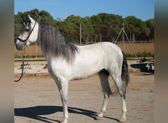 PRE Mix, Stallone, 5 Anni, 162 cm, Grigio