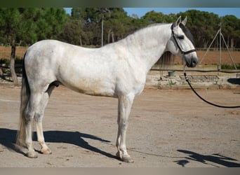 PRE Mix, Stallone, 5 Anni, 162 cm, Grigio