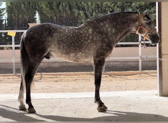 PRE, Stallone, 5 Anni, 162 cm, Grigio ferro