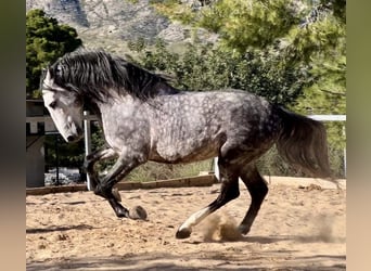 PRE, Stallone, 5 Anni, 162 cm, Grigio ferro