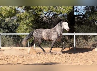 PRE, Stallone, 5 Anni, 162 cm, Grigio ferro