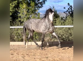 PRE, Stallone, 5 Anni, 162 cm, Grigio ferro