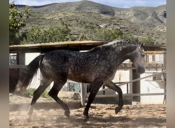 PRE, Stallone, 5 Anni, 162 cm, Grigio ferro