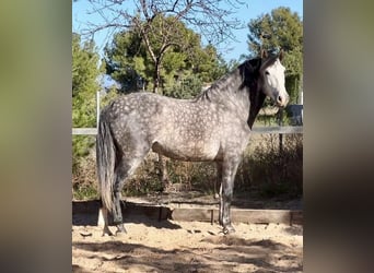 PRE, Stallone, 5 Anni, 162 cm, Grigio ferro