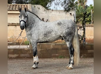 PRE Mix, Stallone, 5 Anni, 162 cm, Grigio pezzato