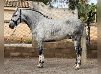 PRE Mix, Stallone, 5 Anni, 162 cm, Grigio pezzato