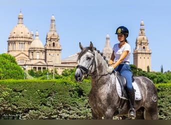 PRE, Stallone, 5 Anni, 162 cm, Grigio pezzato