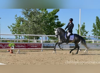 PRE, Stallone, 5 Anni, 162 cm, Grigio pezzato