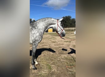 PRE, Stallone, 5 Anni, 162 cm, Grigio pezzato