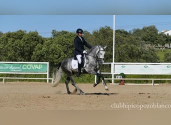 PRE, Stallone, 5 Anni, 162 cm, Grigio pezzato