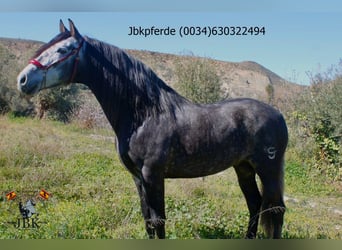 PRE, Stallone, 5 Anni, 162 cm, Grigio pezzato