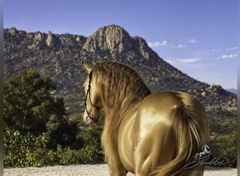 PRE Mix, Stallone, 5 Anni, 162 cm, Perlino