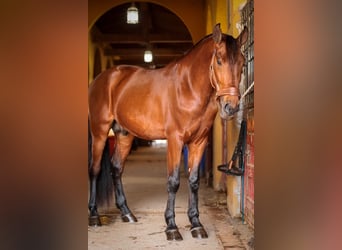 PRE Mix, Stallone, 5 Anni, 163 cm, Baio