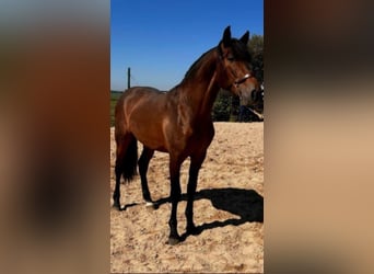 PRE Mix, Stallone, 5 Anni, 163 cm, Baio