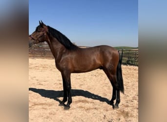 PRE Mix, Stallone, 5 Anni, 163 cm, Baio