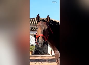 PRE Mix, Stallone, 5 Anni, 163 cm, Baio ciliegia