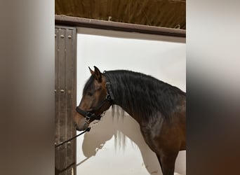 PRE Mix, Stallone, 5 Anni, 163 cm, Baio ciliegia