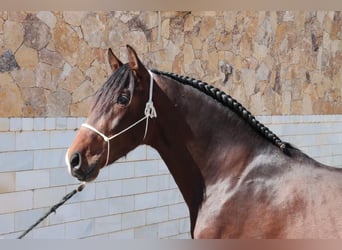 PRE, Stallone, 5 Anni, 163 cm, Baio scuro