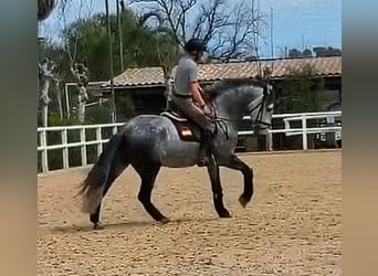PRE Mix, Stallone, 5 Anni, 163 cm
