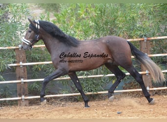 PRE, Stallone, 5 Anni, 163 cm, Falbo baio