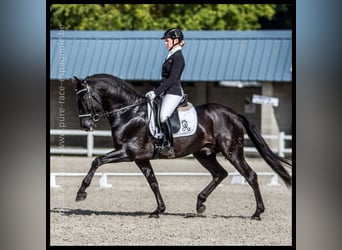 PRE Mix, Stallone, 5 Anni, 163 cm, Grigio