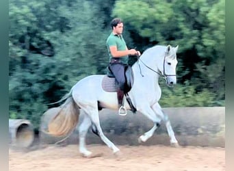 PRE Mix, Stallone, 5 Anni, 163 cm, Grigio