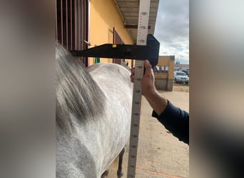 PRE Mix, Stallone, 5 Anni, 163 cm, Grigio