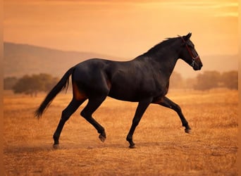 PRE Mix, Stallone, 5 Anni, 163 cm, Morello