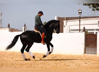 PRE Mix, Stallone, 5 Anni, 163 cm, Morello