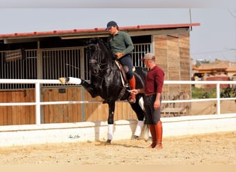 PRE Mix, Stallone, 5 Anni, 163 cm, Morello