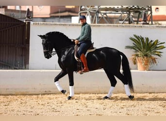 PRE Mix, Stallone, 5 Anni, 163 cm, Morello