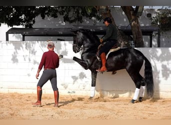 PRE Mix, Stallone, 5 Anni, 163 cm, Morello