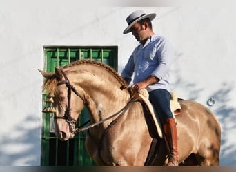 PRE, Stallone, 5 Anni, 163 cm, Pearl