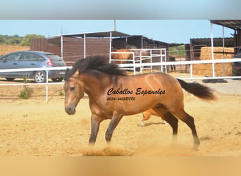 PRE Mix, Stallone, 5 Anni, 163 cm, Pelle di daino