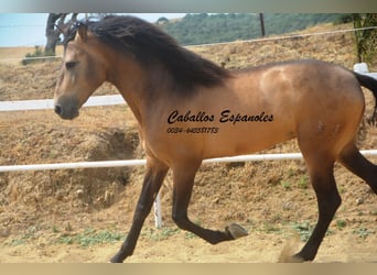 PRE Mix, Stallone, 5 Anni, 163 cm, Pelle di daino