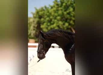 PRE, Stallone, 5 Anni, 164 cm, Baio