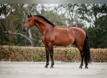 PRE, Stallone, 5 Anni, 164 cm, Baio