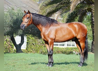 PRE Mix, Stallone, 5 Anni, 164 cm, Baio chiaro