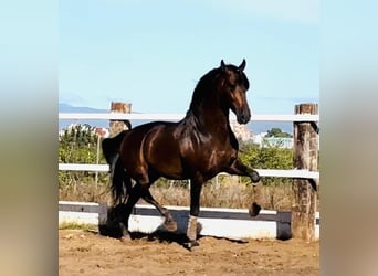 PRE Mix, Stallone, 5 Anni, 164 cm, Baio scuro