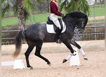 PRE Mix, Stallone, 5 Anni, 164 cm, Grigio