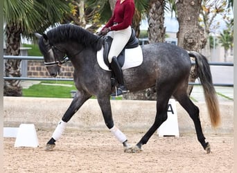 PRE Mix, Stallone, 5 Anni, 164 cm, Grigio