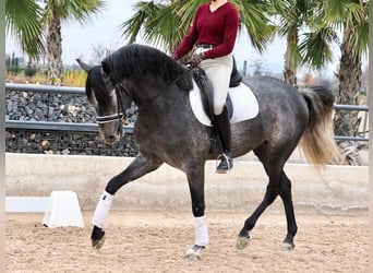 PRE Mix, Stallone, 5 Anni, 164 cm, Grigio