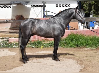 PRE, Stallone, 5 Anni, 164 cm, Grigio