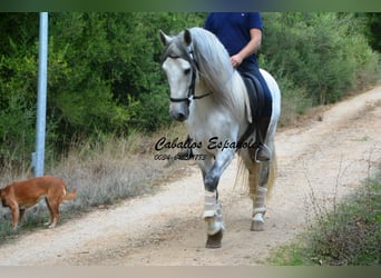 PRE Mix, Stallone, 5 Anni, 164 cm, Grigio