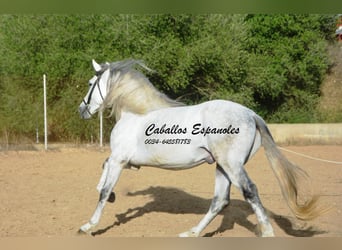 PRE Mix, Stallone, 5 Anni, 164 cm, Grigio