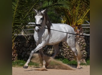 PRE Mix, Stallone, 5 Anni, 164 cm, Grigio