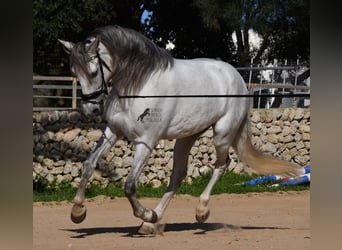 PRE Mix, Stallone, 5 Anni, 164 cm, Grigio