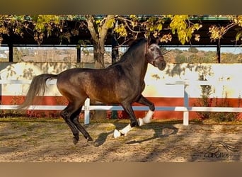 PRE, Stallone, 5 Anni, 164 cm, Grigio