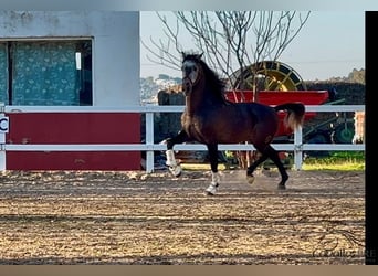 PRE, Stallone, 5 Anni, 164 cm, Grigio