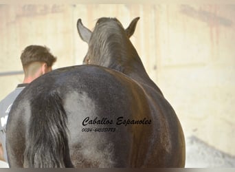PRE Mix, Stallone, 5 Anni, 164 cm, Grigio ferro